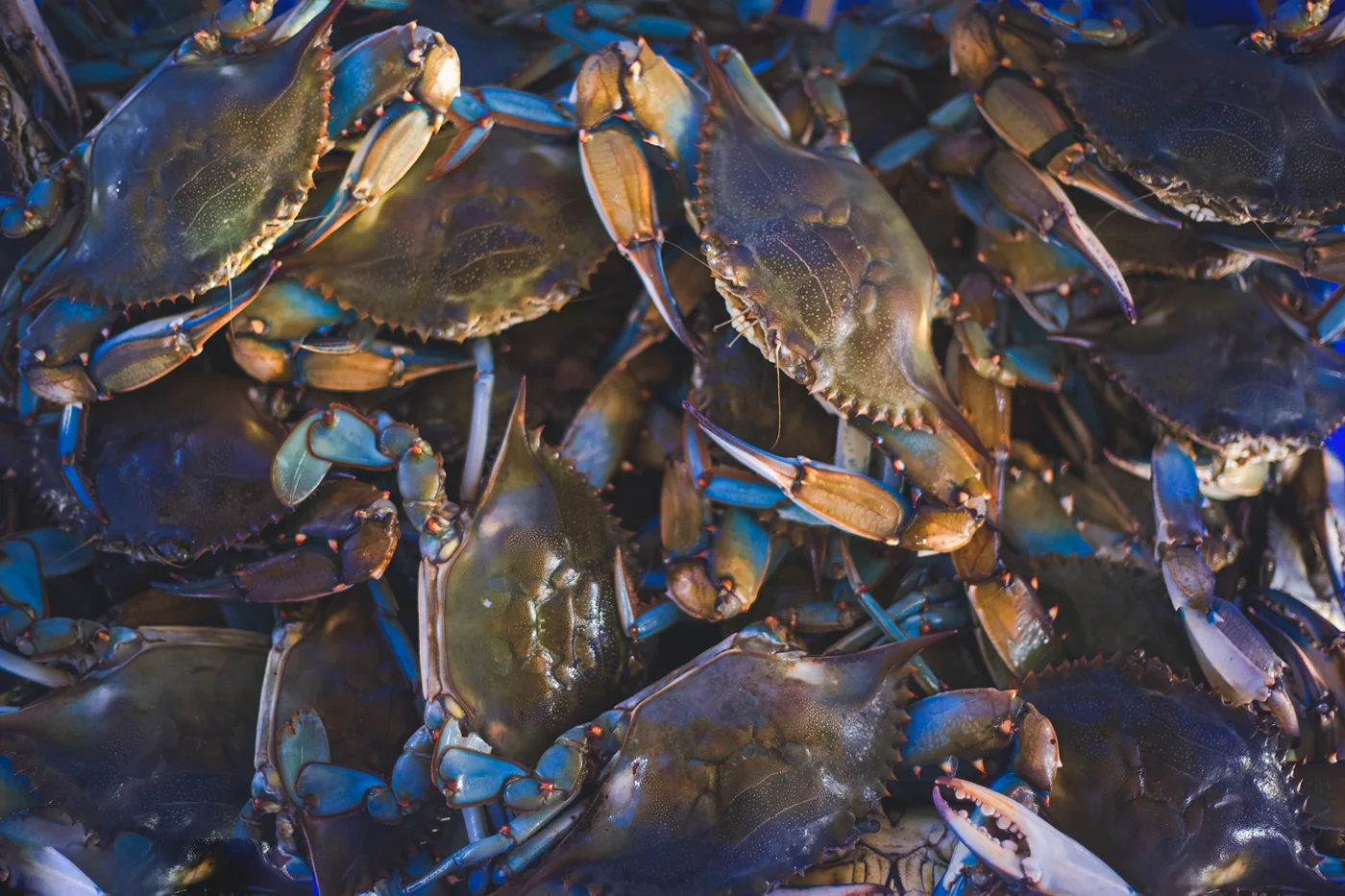 Captain Sid's Seafood, business photo 4