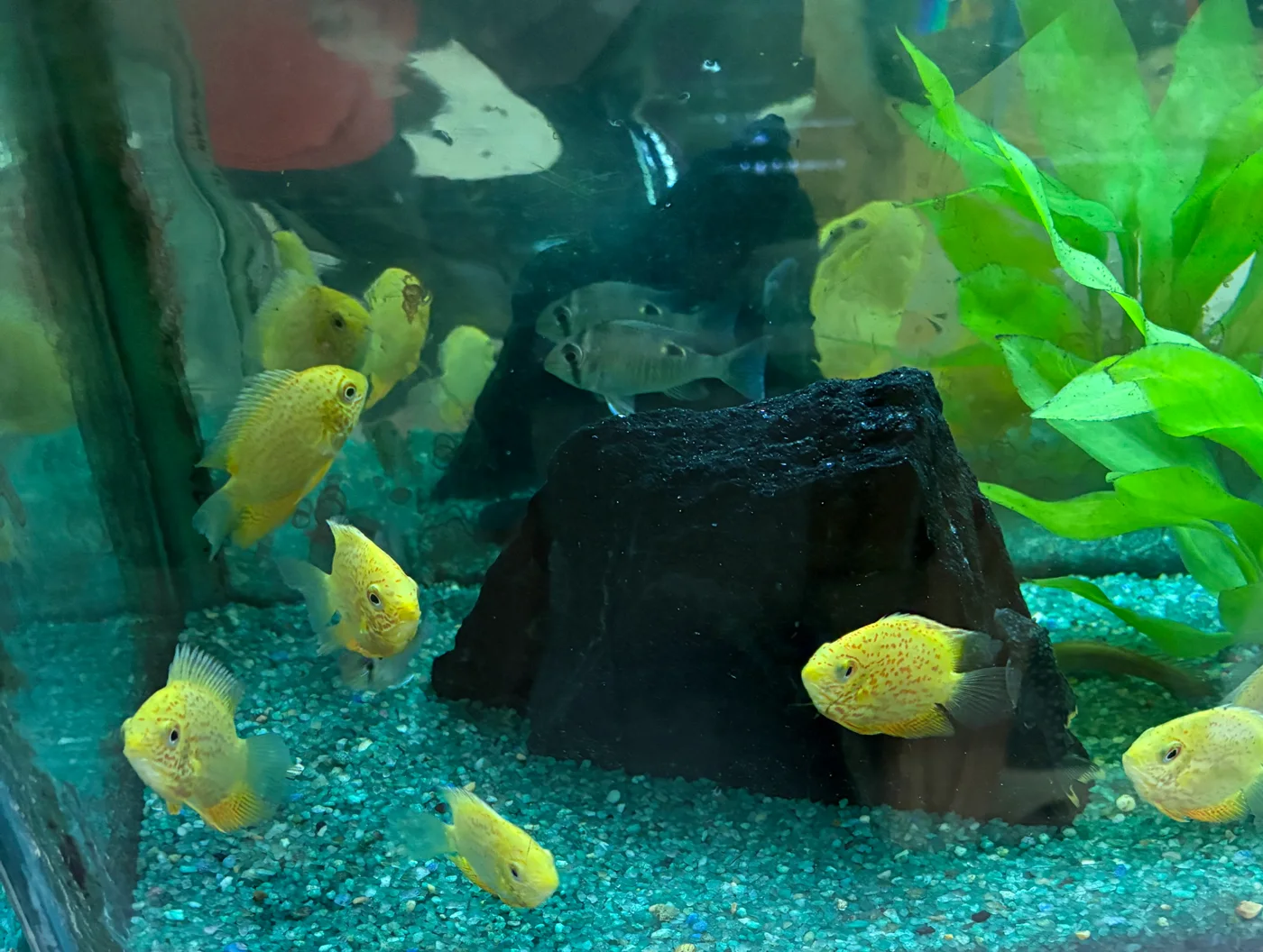 Causeway Pets, business photo 2